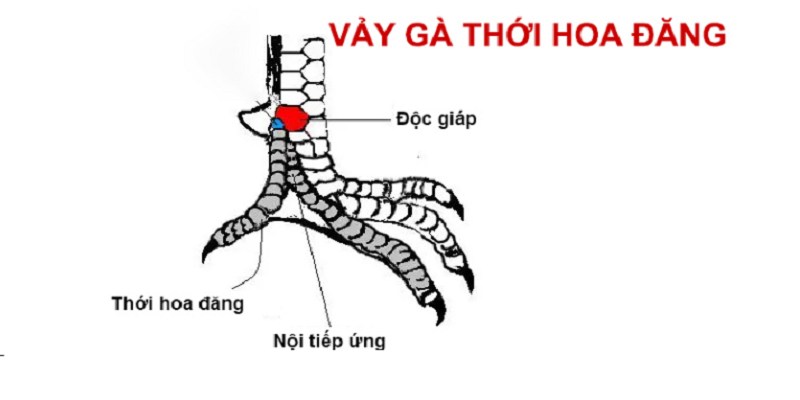 Chia sẻ thông tin giới thiệu chung về VẢY GÀ THỚI HOA ĐĂNG